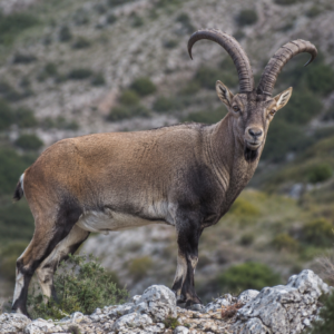 Cabra Cimarron peninsular