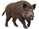 slider-jabali