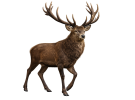 venado